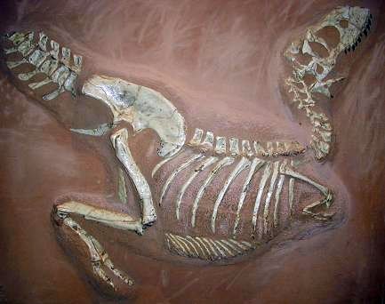 Autor de:User:Thomas Ihle. Tarbosaurus, Naturkundemuseum Münster, sursa Wikipedia. 